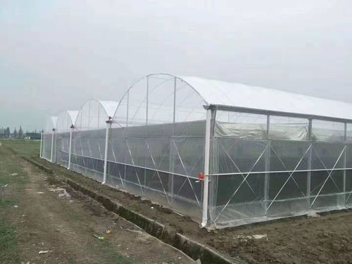 兴平蔬菜温室大棚建设厂家全国施工服务